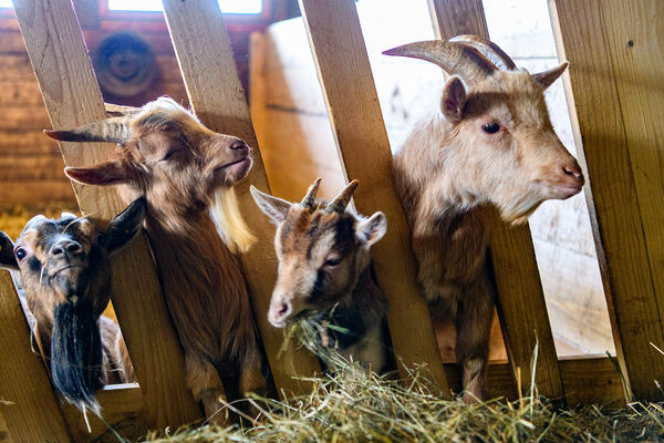Unsere Hühner als Eierlieferant Ferienhof mit Tieren im Zellertal am ARber in Bayern